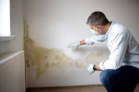 Best Mold Remediation for Healthcare Facilities  in Little Falls, MN